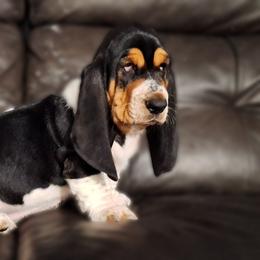 Gertie - Black brown and white female Basset Hound puppy in Mack's Creek, Missouri from Mack's Creek Basset Hounds