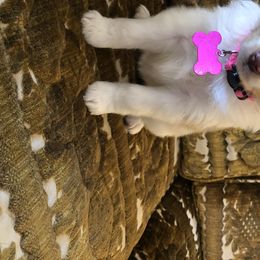 Miniature Australian Shepherd Puppies from 7UL Mini Aussies