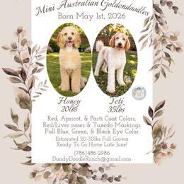 Double Doodle puppies from Dandy Doodle Ranch