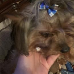 Yorkshire Terrier Puppies from Missy Lu Lap Puppies