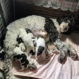 Rosie - Goldendoodle