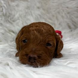 Petey - Red  male Poodle puppy in Hawthorne, Florida from Loblolly Ranch