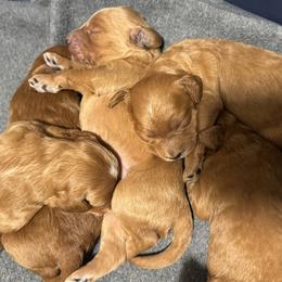 Goldendoodles from Mini Goldendoodles