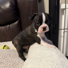 Oakley Boy 4 - Brindle and white male Boston Terrier puppy in Brookville, Ohio from Best Friend Bostons