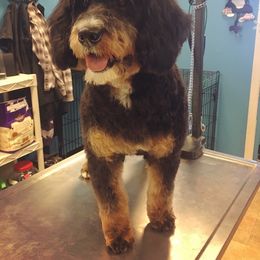 GiGi - Bernedoodle