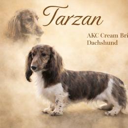 Tarzan - Dachshund