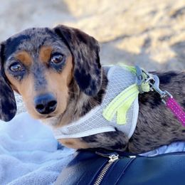 Lulu - Dachshund