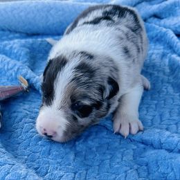 Princess Leia aka Leia - Blue merle female Border Collie puppy in Keller, Texas from Bordercollieblues