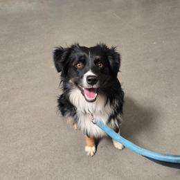 Miniature American Shepherd All Grown Up from BonDrew's Miniature American Shepherds