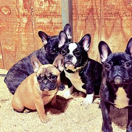French Bulldog and Labrador Retriever Puppies from Desiree Ortiz's French Bull Dogs and Labrador Retrievers