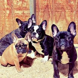 French Bulldog and Labrador Retriever Puppies from Desiree Ortiz's French Bull Dogs and Labrador Retrievers