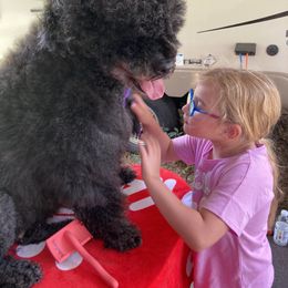 Portuguese Water Dog All Grown Up from Belladonna Farm Portuguese Water Dogs