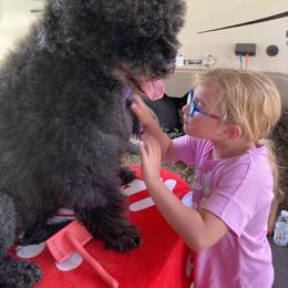 Portuguese Water Dog All Grown Up from Belladonna Farm Portuguese Water Dogs