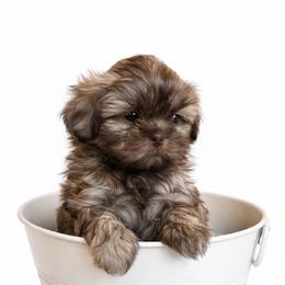 Boy 3 - male Shih Tzu puppy in Fairland, Indiana from Divine Shih Tzu of Fairland