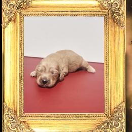 Queen Elizabeth - Cream female Dachshund puppy in Splendora, Texas from Ram’s Kennels