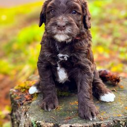 Bernedoodle Puppies from Ponderosa Puppy