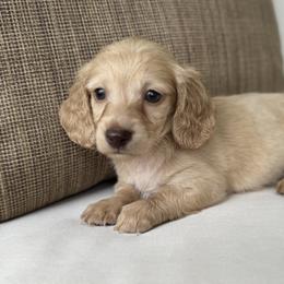 Holden - Cream male Dachshund puppy in Bentonville, Arkansas from Boujee Buns Dachshunds