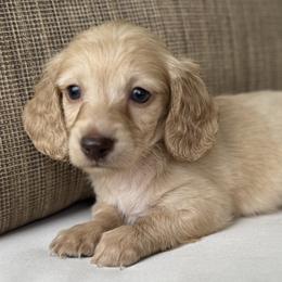 Holden - Cream male Dachshund puppy in Bentonville, Arkansas from Boujee Buns Dachshunds