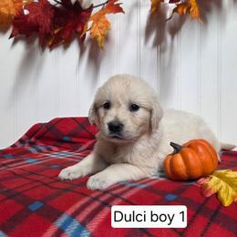 Dulci boy 1 - Light golden male Golden Retriever puppy in Niles, Michigan from Composer Goldens