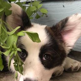 Cardigan Welsh Corgi Puppies from Stornoway Cardigan Welsh Corgis