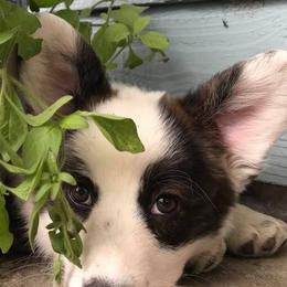 Cardigan Welsh Corgi Puppies from Stornoway Cardigan Welsh Corgis