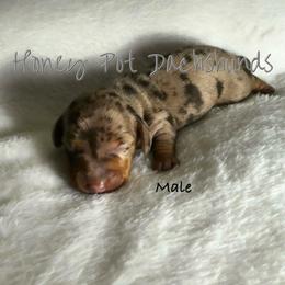 Bennett - Dapple male Dachshund puppy in Glen Saint Mary, Florida from 🍯 Honey Pot Dachshunds 🐾