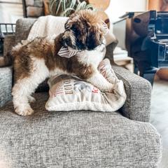 Aussiedoodle, Goldendoodle, Poodle, Saint Berdoodle, Saint Bernard, and Sheepadoodle Puppies from Rocky Ridge Ranch