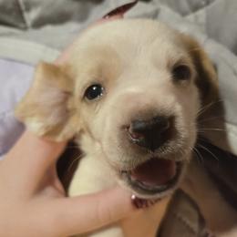Basset Hound Puppies from Violet Lane Basset Hounds
