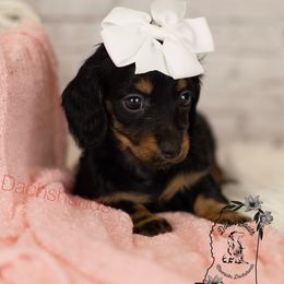 Girl 2 - Black and tan female Dachshund puppy in Seminary, Mississippi from Down South Mavericks Dachshunds