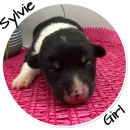 Sylvie - Black and white female American Corgi puppy in Scottown, Ohio from Wyndy Ridge Corgis