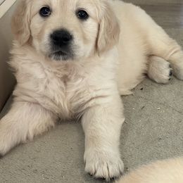 Golden Retriever Puppies from Millport Golden Retriever