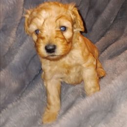 Male 4 - Wheaten male Miniature Schnauzer puppy in Shoshone, Idaho from Debra Kruse's Miniature Schnauzers