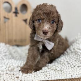Dune-Gray Collar - Chocolate merle male Bernedoodle puppy in Oak Hills, California from High Desert Doodles