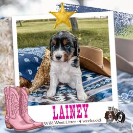 Lainey - Black white and tan female English Springer Spaniel puppy in Albany, Minnesota from Farm Fresh Labradors & English Springers