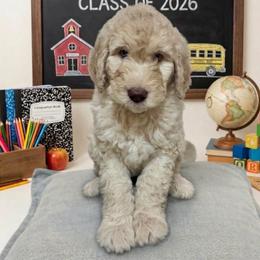 Jefferson - Cream male Goldendoodle puppy in Tybee Island, Georgia from Castaway Doodles