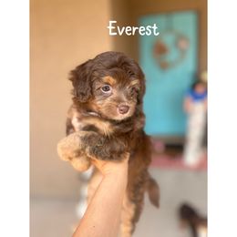 Everest - Red tri-color Aussiedoodle puppy in Tonopah, Arizona from Lazy T9 Ranch