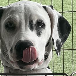 Pinina (Romanian) - White and black Dalmatian puppy in Albuquerque, New Mexico from Renov Dalmatian Plantation