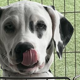 Pinina (Romanian) - White and black Dalmatian puppy in Albuquerque, New Mexico from Renov Dalmatian Plantation