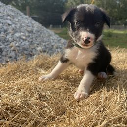 Boy 4 -G - Black and white male Border Collie puppy in Annona, Texas from Madeline's Border Collies