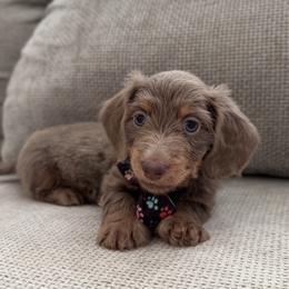 Dachshund Puppies from Chivi Paws