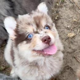 Camaro - Merle male Pomsky puppy in Spring Hill, Florida from PDQ Pomskies