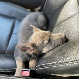 German Shepherd Puppies from Bailee Teague