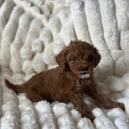 Mr.Professor - Red  male Poodle puppy in Kissimmee, Florida from Unique Poodles