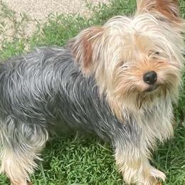 Shih Tzus, Shorkies, and Yorkshire Terriers from Yorkies of Distinction