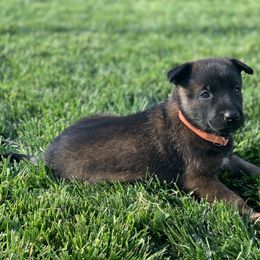 Belgian Malinois Puppies from Tehachapi Malinois