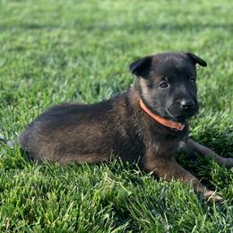 Belgian Malinois Puppies from Tehachapi Malinois