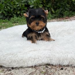 Casper - Black and gold male Yorkshire Terrier puppy in Florida from 🤎 Dreaming Puppies 🐶