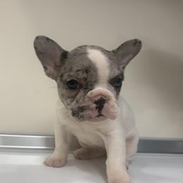 Bulldog Puppies from BUBBABULL