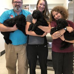 Black Russian Terrier and Cavalier King Charles Spaniel Puppies from Ocean Gem & Guardian Bears