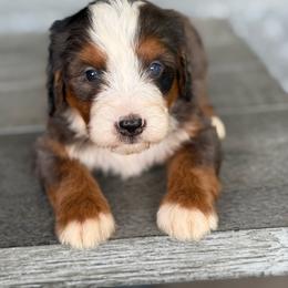 Milan - Blue merle male Bernedoodle puppy in Millersburg, Ohio from T Sanctum